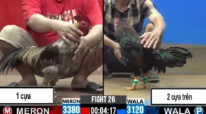 Full clip đá gà trực tiếp CPC2 Thomo ngày 28/09/2026