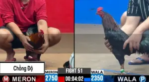 Full clip đá gà trực tiếp CPC2 Thomo ngày 07/10/2026