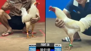 Full clip đá gà trực tiếp CPC2 Thomo ngày 13/10/2026